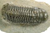 Detailed Crotalocephalina Trilobite - Atchana, Morocco #359545-3